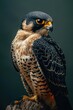 © Fotograf - A majestic bird of prey perched on a tree stump. Suitable for nature and wildlife themes