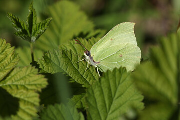 Wall Mural - A pretty Brimstone Butterfly, Gonepteryx rhamni, perching on a leaf in springtime.