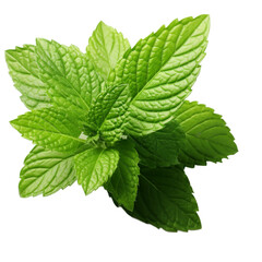 Sticker - Fresh Mint Leaf Isolated on Transparent Background, PNG, Cut Out.