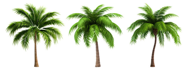 Wall Mural - Palm tree png element set on transparent background