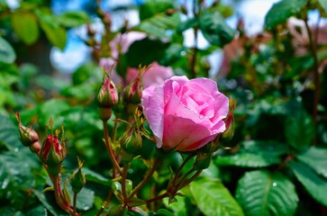 Wall Mural - Shrub rose in a beautiful garden