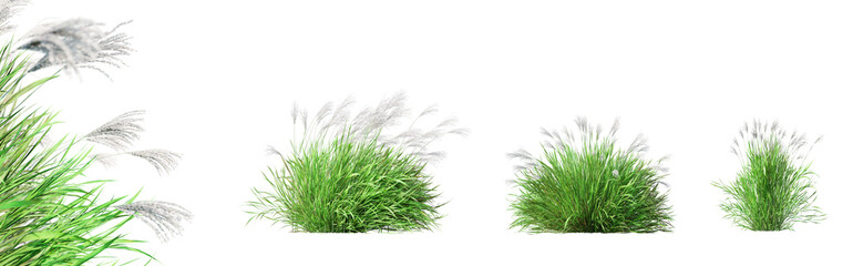 Fototapete - Set of Miscanthus Sinensis - Miscantus China grass isolated on transparent background with selective focus close-up. 3D render.