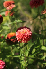 orange flower in the garden