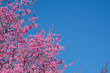 © suparat1983 - Beautiful cherry blossom with blue sky a sunny day, Chiang Mai, Thailand, soft focus