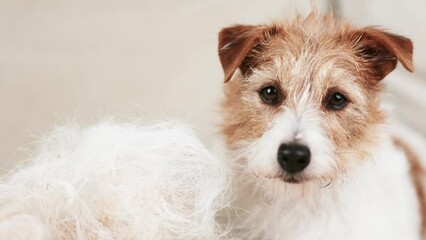 Wall Mural - Cute face of a shadding dog with her hair on the coach. Cleaning per fur.