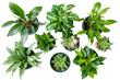 © K2Kstock - Top view of various houseplants in pots isolated on a transparent background