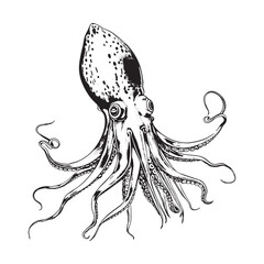 Sticker - Black and white squid vintage ink drawing vector illustration for t-shirt design