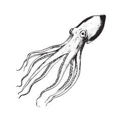 Sticker - Black and white squid vintage ink drawing vector illustration for t-shirt design