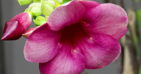 Wall Mural - Closeup shot of blooming purple allamanda flower and bud in the garden with blur background