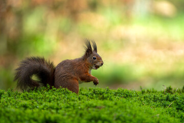 Wall Mural - eurasian red squirrel (sciurus vulgaris) searching for food in the forest in the netherlands.