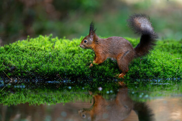 Wall Mural - eurasian red squirrel (sciurus vulgaris) searching for food in the forest in the netherlands.