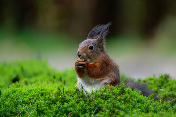 Wall Mural - eurasian red squirrel (sciurus vulgaris) searching for food in the forest in the netherlands.