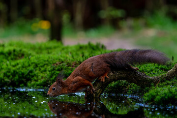 Wall Mural - eurasian red squirrel (sciurus vulgaris) searching for food in the forest in the netherlands.