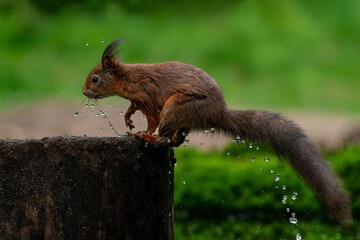 Wall Mural - eurasian red squirrel (sciurus vulgaris) searching for food in the forest in the netherlands.