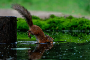Wall Mural - eurasian red squirrel (sciurus vulgaris) searching for food in the forest in the netherlands.