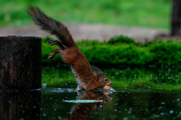 Wall Mural - eurasian red squirrel (sciurus vulgaris) searching for food in the forest in the netherlands.
