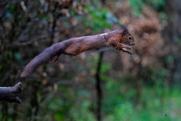 Wall Mural - Eurasian red squirrel (Sciurus vulgaris) jumping in the forest of Noord Brabant in the Netherlands. 