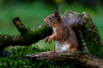 Wall Mural - eurasian red squirrel (sciurus vulgaris) searching for food in the forest in the netherlands.