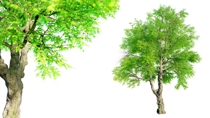 Wall Mural - oregon ash tree isolated on transparent background with selective focus close-up. 3d render.