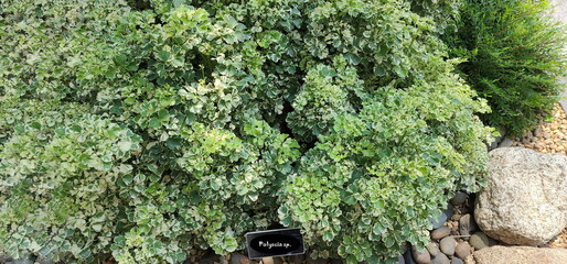 Wall Mural - A Ming Aralia tree in the garden there is yellowish white color around the edge of leaf. Spotted leaves have dark green serrated edges of Ming Aralia. The label says Polyscia sp. Popularly planted. 
