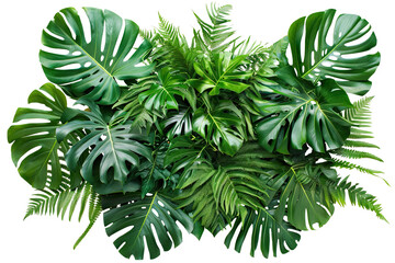 Poster - Lush green tropical plants bush (monstera, palm, rubber plant, pine and fern), cut out
