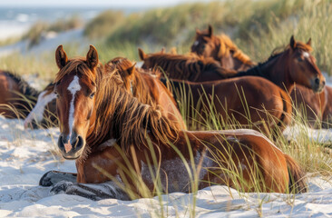 Wall Mural - A herd of Lolas, a breed that resembles the wild horses on Shiningbedecked Island in New York in USA