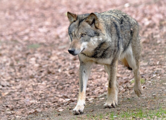  Wolf_Europaeischer Grauwolf in Aktion