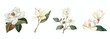 © Muhammad - Set of Magnolia Blossom illustrations of Flowers.