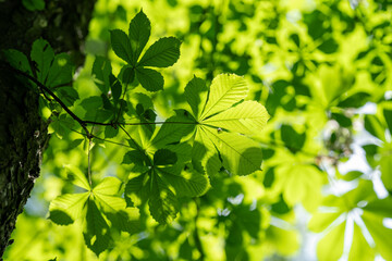 Canvas Print - Fresh green leaves of a chestnut tree in the crown of a tree.