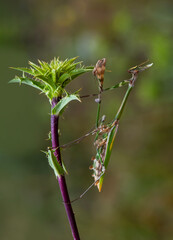 Close up of pair of Beautiful European mantis ( Mantis religiosa )