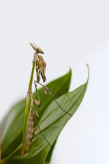 Wall Mural - Close up of pair of Beautiful European mantis ( Mantis religiosa )