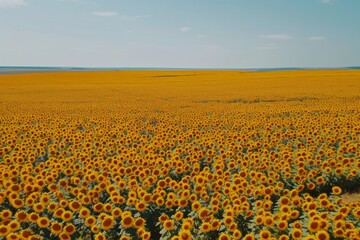 Wall Mural - Aerial view of a sunflower field with a flock of birds taking flight, creating a dynamic contrast against the yellow blooms