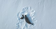 © mozgova - Antarctica weddell seal baby and mother resting on snow hill rookery. Polar wildlife habitat exploration. Winter arctic wildlife animal behavior . Family wild animal. Aerial top down drone view