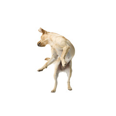 Portrait of Labrador Retriever jumping on white background