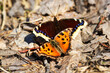 © max5128 - Unusual natural phenomenon. Lesser tortoiseshell (Vanessa urticae) butterfly is chasing Mourning butterfly (Nymphalis antiopa) and trying to mate with it. Such errors of instinct are rare in nature