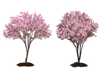 beautiful blossoming spring trees isolated on white