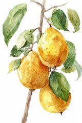 Poster - Juglans cinerea Butternut Fruit in Stunning Watercolor.