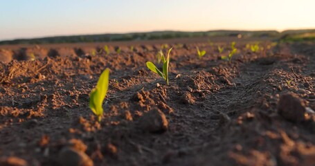 Wall Mural - new corn sprouts in a field at sunset, an agricultural field with corn during sunset