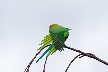 Sticker - Une perruche à collier (Psittacula krameri) perchée sur la cime d'un bouleua