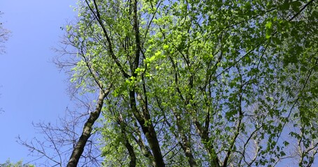 Wall Mural - trees with the first foliage in the forest in the spring season, the first foliage on trees in the spring season