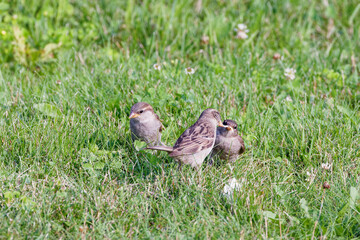 Wall Mural - The house sparrow (Passer domesticus) female feeding young