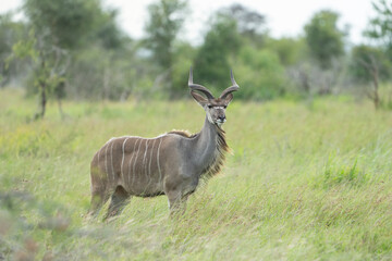 Wall Mural - Beautiful shot of Kudu observing his surroundings