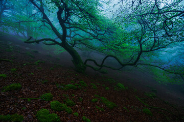 Wall Mural - magical forest with dark trees