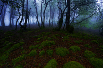 Wall Mural - magical forest with dark trees