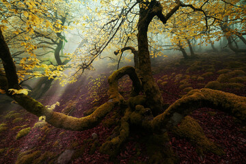 Wall Mural - magical forest with dark trees