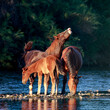 © desertsolitaire - A band of wild horses on the Salt River in Arizona