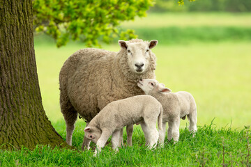 Wall Mural - sheep and lambs, a mother sheep and her two twin lambs in springtime. a tender moment between mum an