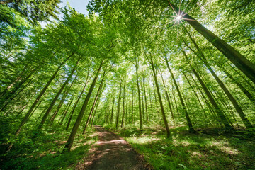 Wall Mural - springtime forest with setting sun shining through leaves and branches. nature, forestry, habitat, e