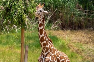 giraffe eating grass