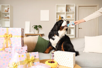 Sticker - Cute Bernese mountain dog in party hat receiving toy at home